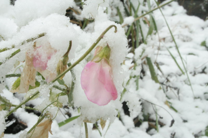 IMG_0785.jpg1.jpg"%20height="533"%20width="800